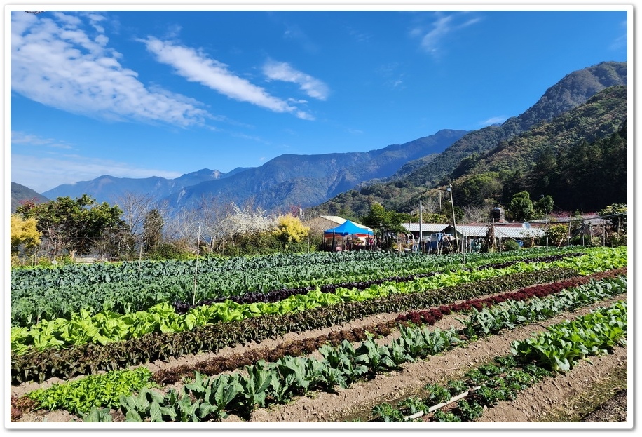 南投信義鄉《草坪頭玉山觀光茶園》2024紅色河津櫻、雪白李花