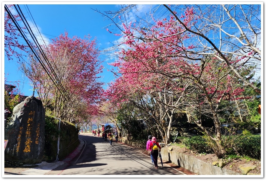 南投信義鄉《草坪頭玉山觀光茶園》2024紅色河津櫻、雪白李花