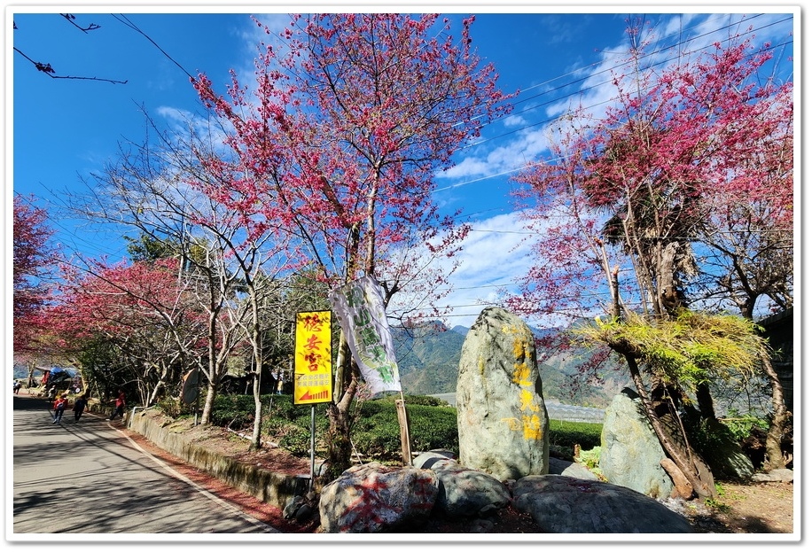 南投信義鄉《草坪頭玉山觀光茶園》2024紅色河津櫻、雪白李花