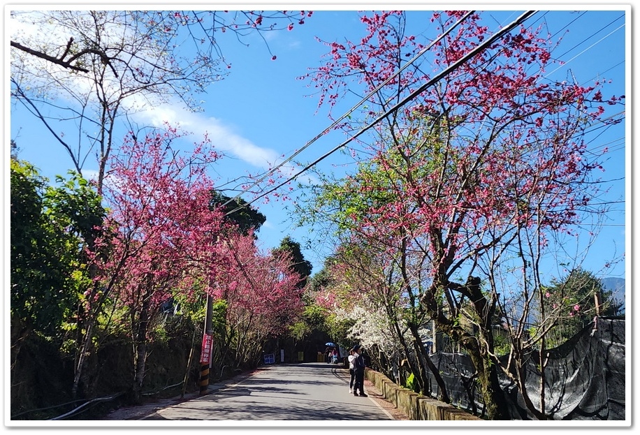 南投信義鄉《草坪頭玉山觀光茶園》2024紅色河津櫻、雪白李花