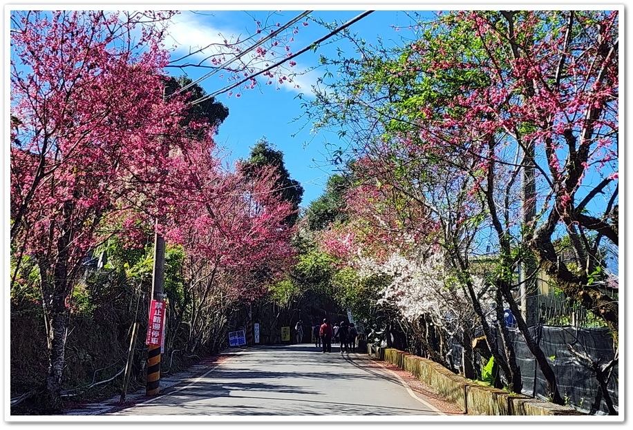 南投信義鄉《草坪頭玉山觀光茶園》2024紅色河津櫻、雪白李花