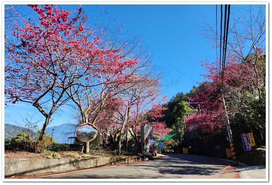 南投信義鄉《草坪頭玉山觀光茶園》2024紅色河津櫻、雪白李花