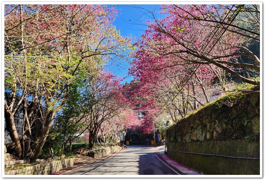 南投信義鄉《草坪頭玉山觀光茶園》2024紅色河津櫻、雪白李花