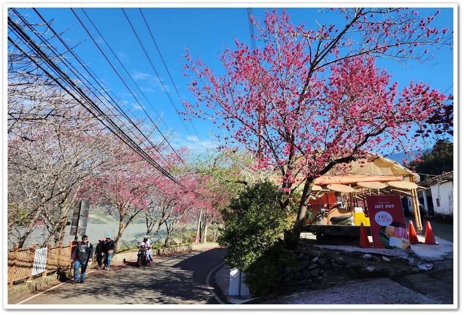 南投信義鄉《草坪頭玉山觀光茶園》2024紅色河津櫻、雪白李花