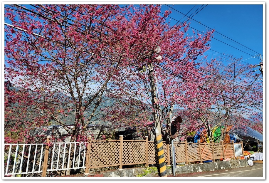 南投信義鄉《草坪頭玉山觀光茶園》2024紅色河津櫻、雪白李花