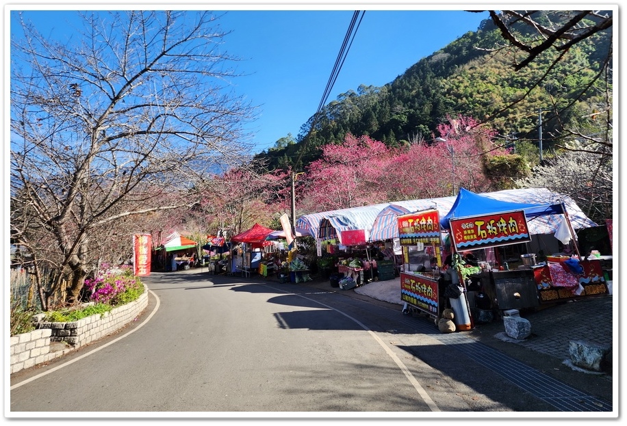 南投信義鄉《草坪頭玉山觀光茶園》2024紅色河津櫻、雪白李花