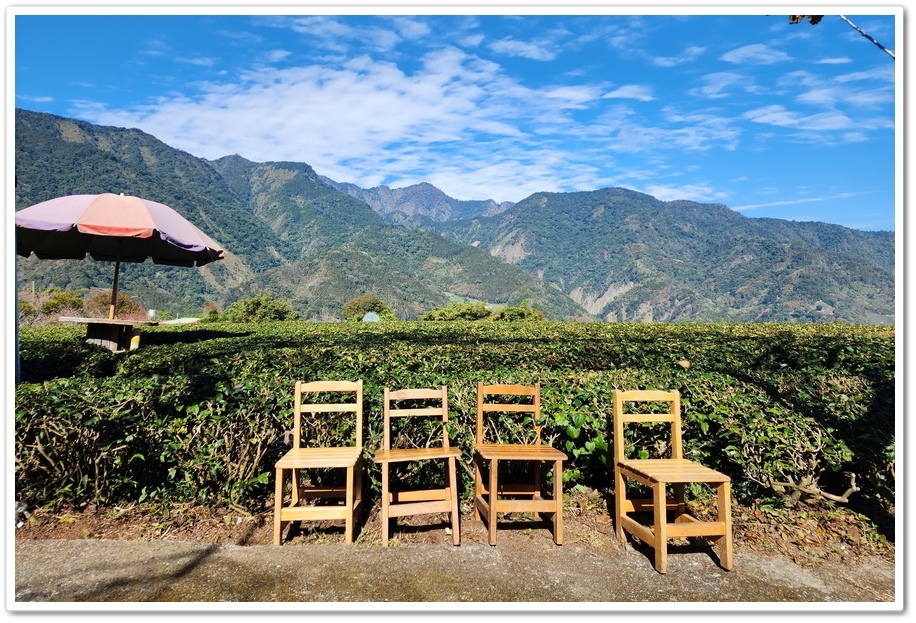 南投信義鄉《草坪頭玉山觀光茶園》2024紅色河津櫻、雪白李花