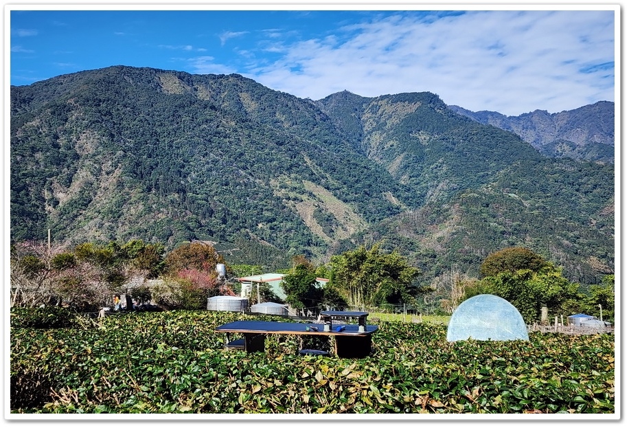 南投信義鄉《草坪頭玉山觀光茶園》2024紅色河津櫻、雪白李花