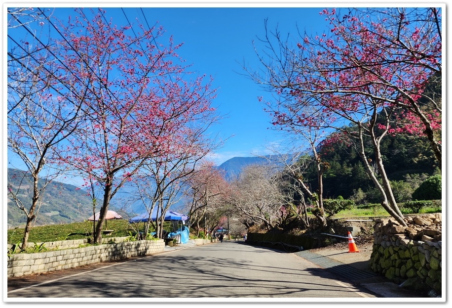 南投信義鄉《草坪頭玉山觀光茶園》2024紅色河津櫻、雪白李花