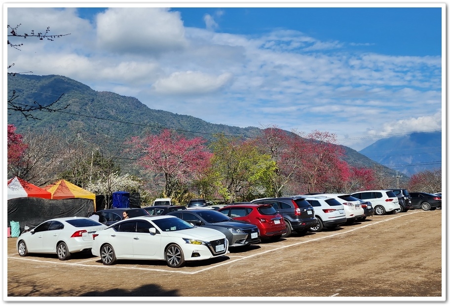 南投信義鄉《草坪頭玉山觀光茶園》2024紅色河津櫻、雪白李花