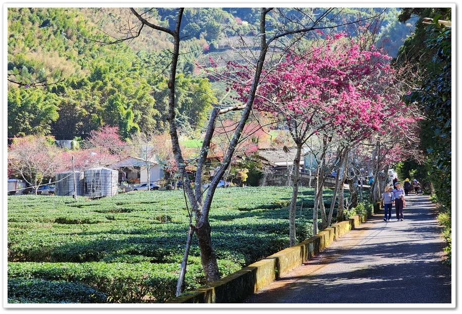 南投信義鄉《草坪頭玉山觀光茶園》2024紅色河津櫻、雪白李花