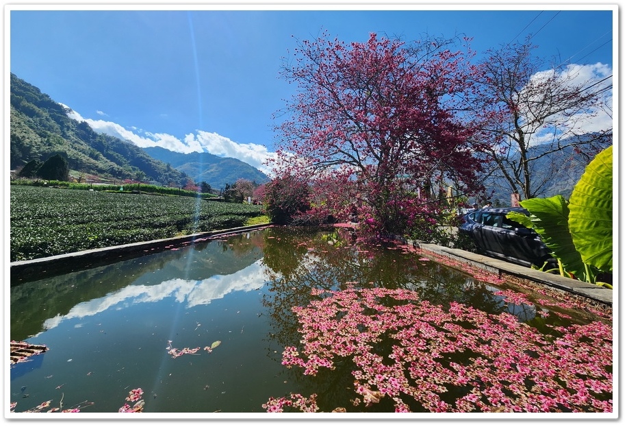 南投信義鄉《草坪頭玉山觀光茶園》2024紅色河津櫻、雪白李花