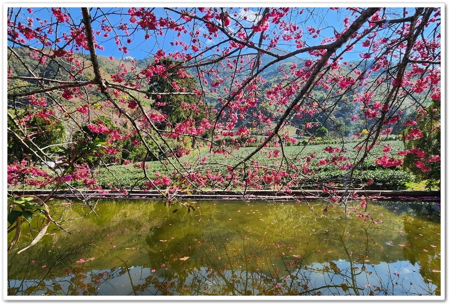 南投信義鄉《草坪頭玉山觀光茶園》2024紅色河津櫻、雪白李花