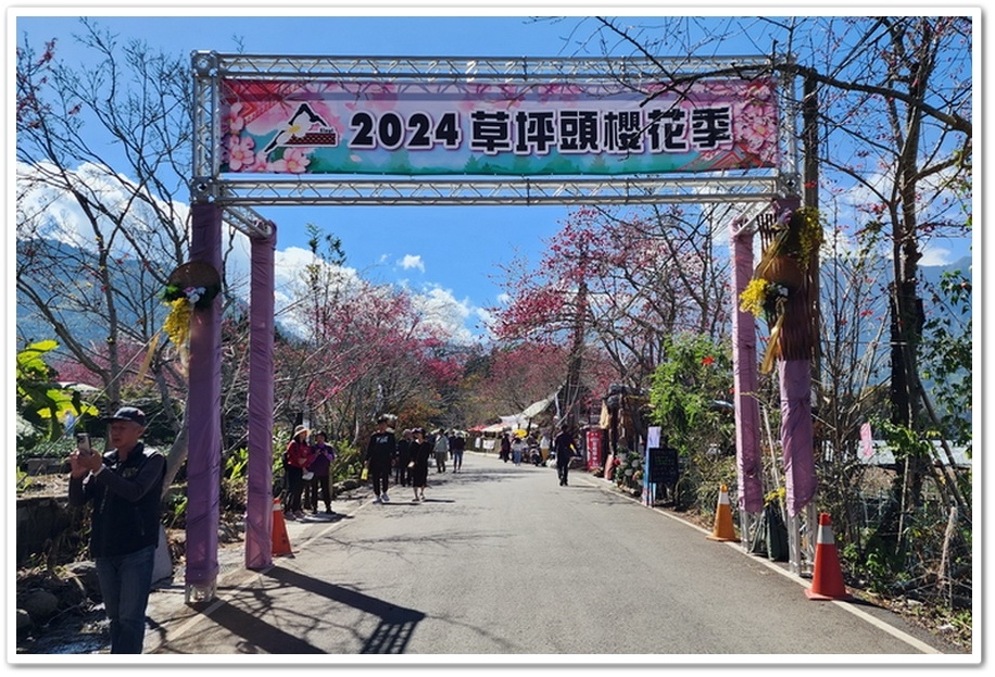 南投信義鄉《草坪頭玉山觀光茶園》2024紅色河津櫻、雪白李花