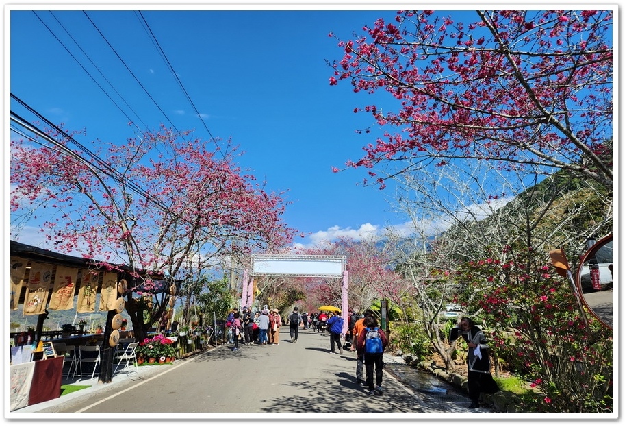 南投信義鄉《草坪頭玉山觀光茶園》2024紅色河津櫻、雪白李花