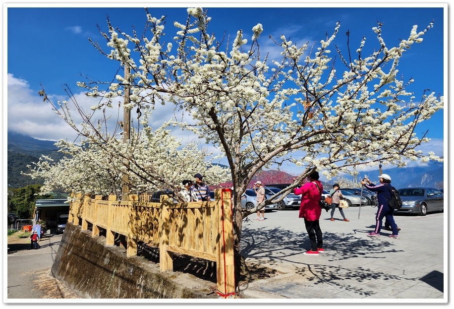 南投信義鄉《草坪頭玉山觀光茶園》2024紅色河津櫻、雪白李花