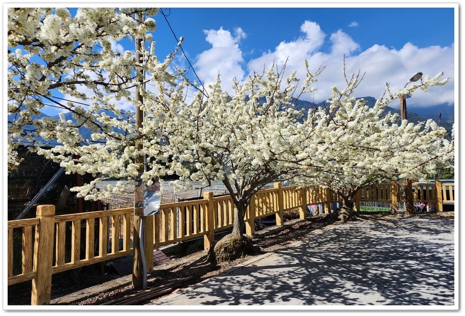 南投信義鄉《草坪頭玉山觀光茶園》2024紅色河津櫻、雪白李花