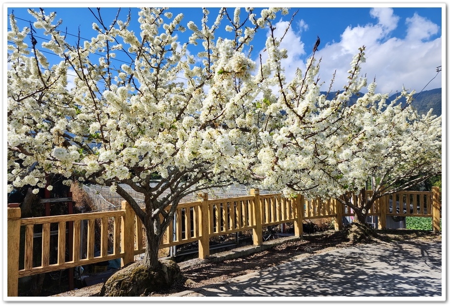 南投信義鄉《草坪頭玉山觀光茶園》2024紅色河津櫻、雪白李花