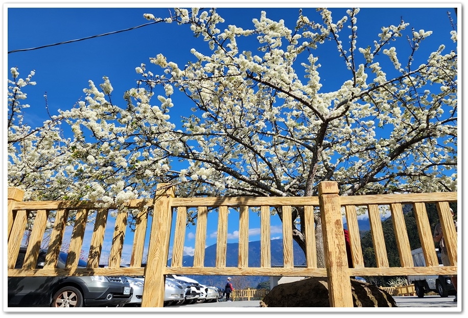 南投信義鄉《草坪頭玉山觀光茶園》2024紅色河津櫻、雪白李花