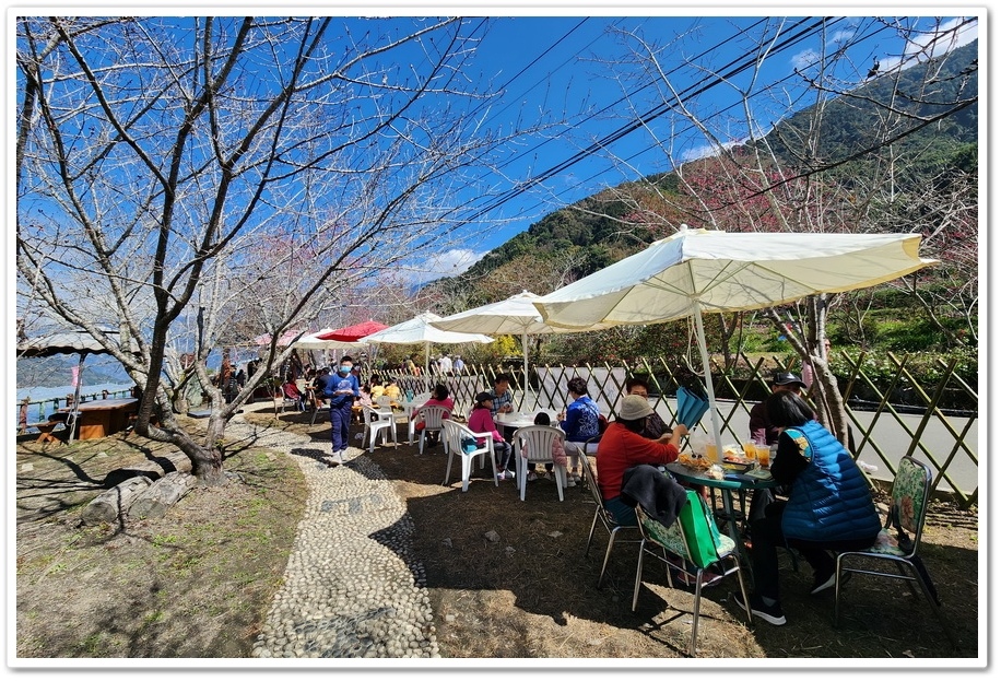 南投信義鄉《草坪頭玉山觀光茶園》2024紅色河津櫻、雪白李花