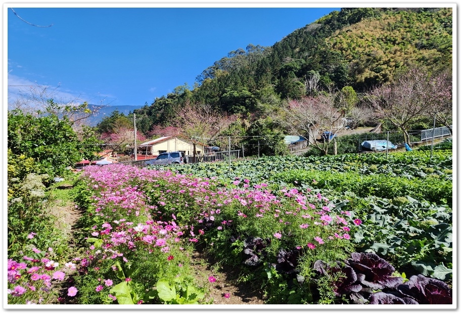 南投信義鄉《草坪頭玉山觀光茶園》2024紅色河津櫻、雪白李花