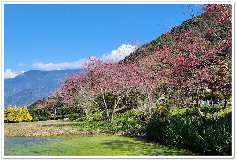 南投信義鄉《草坪頭玉山觀光茶園》2024紅色河津櫻、雪白李花