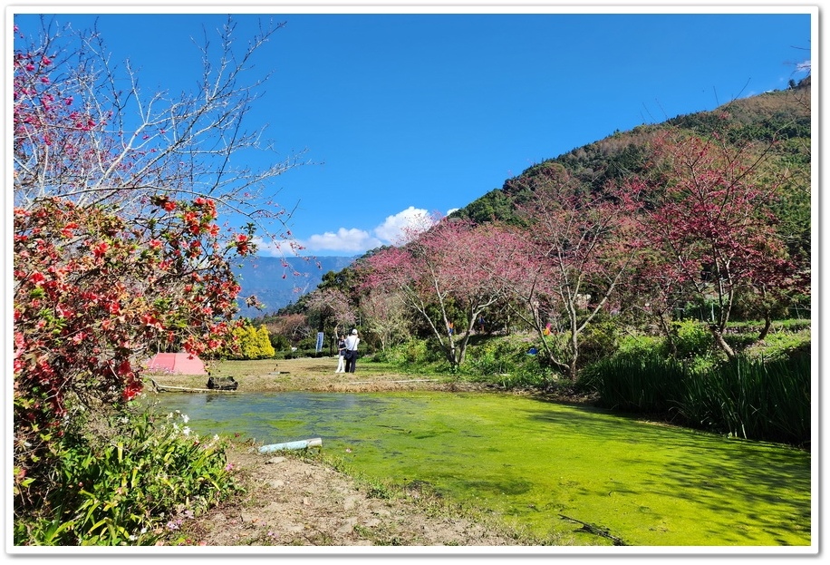 南投信義鄉《草坪頭玉山觀光茶園》2024紅色河津櫻、雪白李花