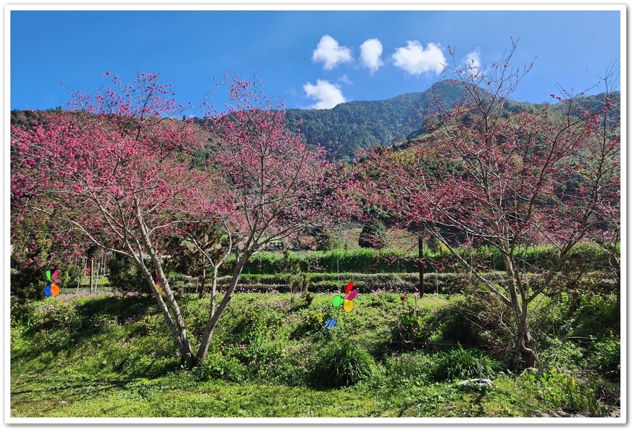 南投信義鄉《草坪頭玉山觀光茶園》2024紅色河津櫻、雪白李花