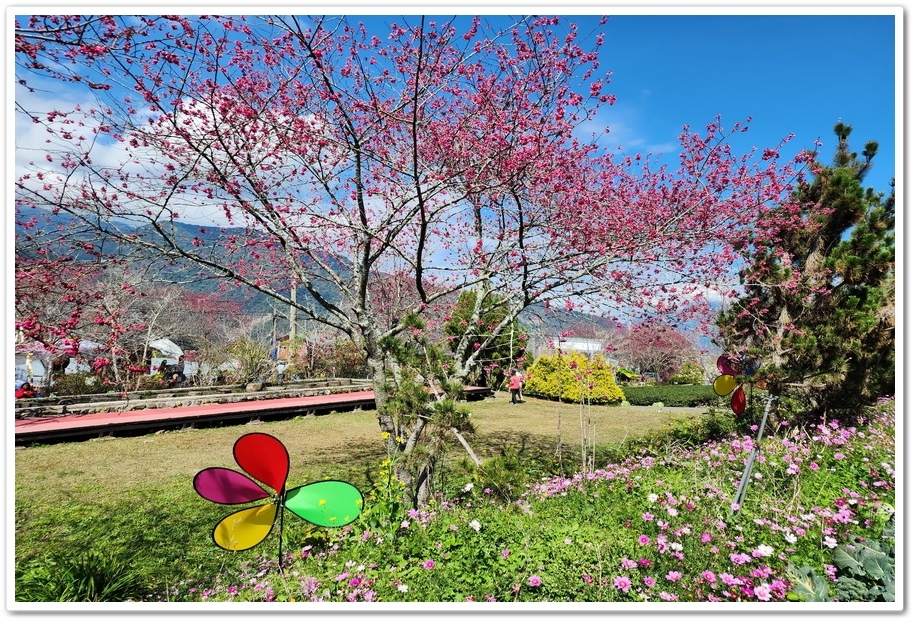 南投信義鄉《草坪頭玉山觀光茶園》2024紅色河津櫻、雪白李花