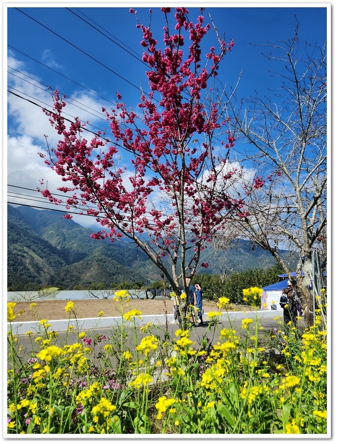 南投信義鄉《草坪頭玉山觀光茶園》2024紅色河津櫻、雪白李花