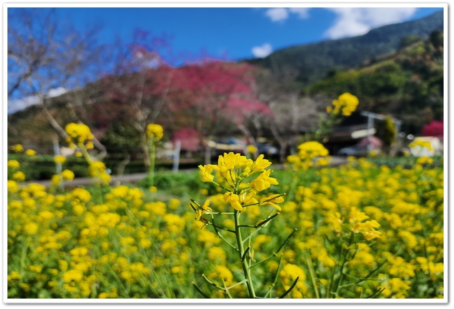 南投信義鄉《草坪頭玉山觀光茶園》2024紅色河津櫻、雪白李花