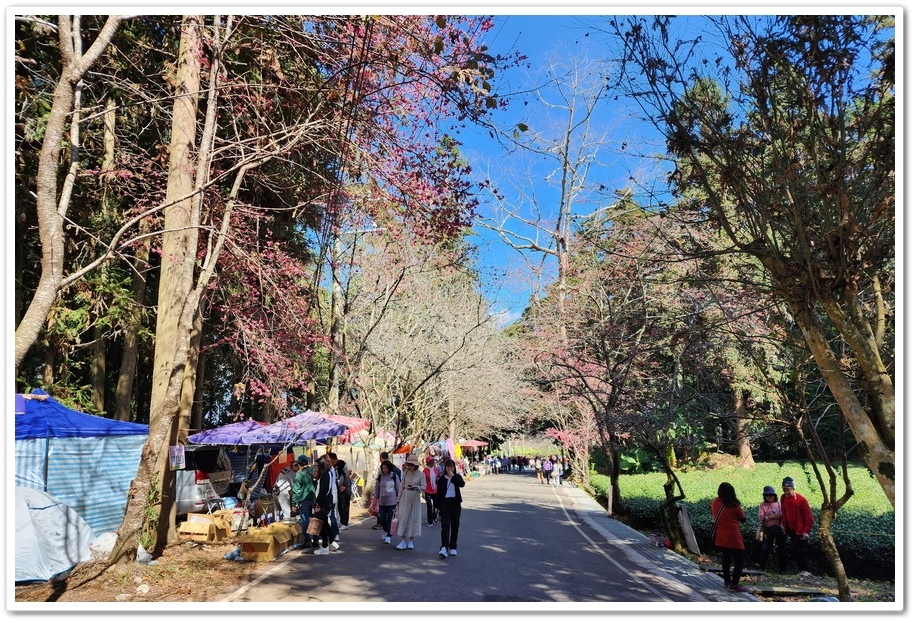 南投信義鄉《草坪頭玉山觀光茶園》2024紅色河津櫻、雪白李花