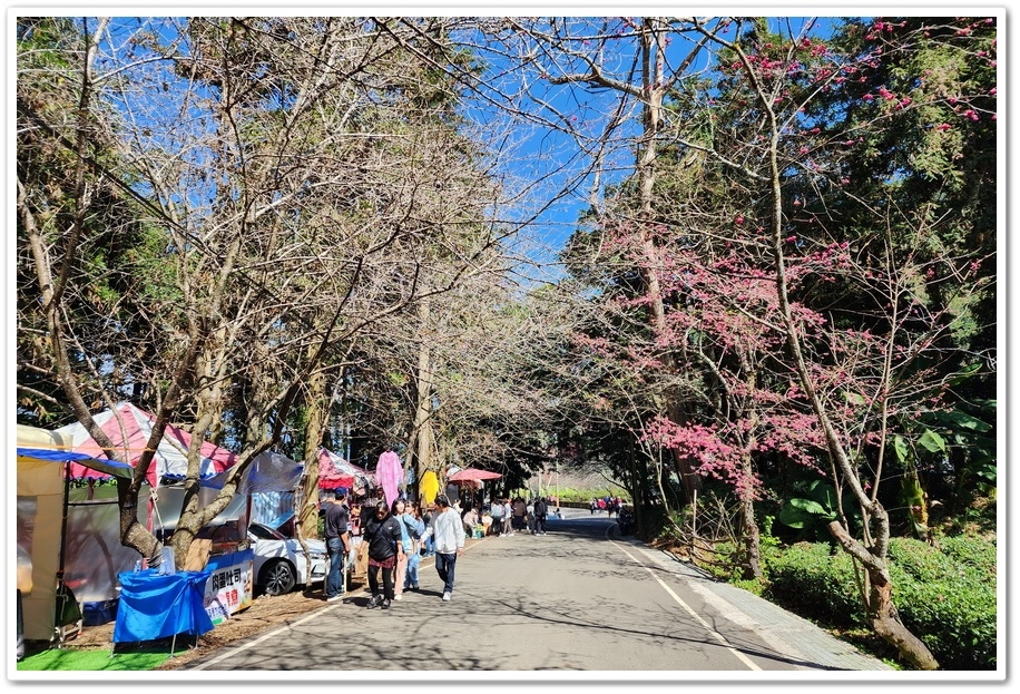 南投信義鄉《草坪頭玉山觀光茶園》2024紅色河津櫻、雪白李花