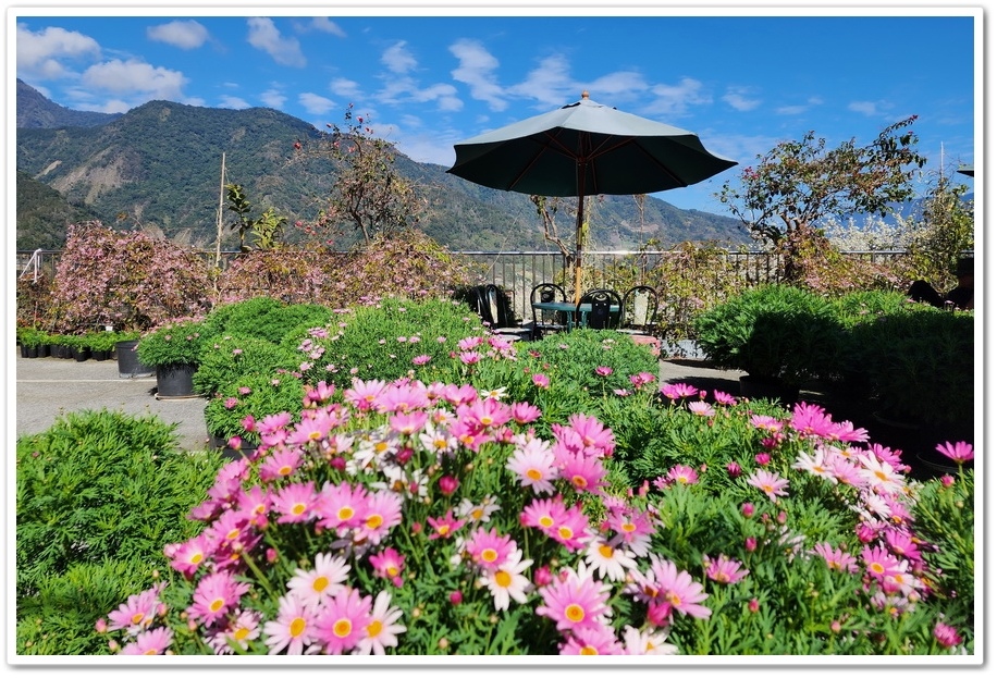 南投信義鄉《草坪頭玉山觀光茶園》2024紅色河津櫻、雪白李花