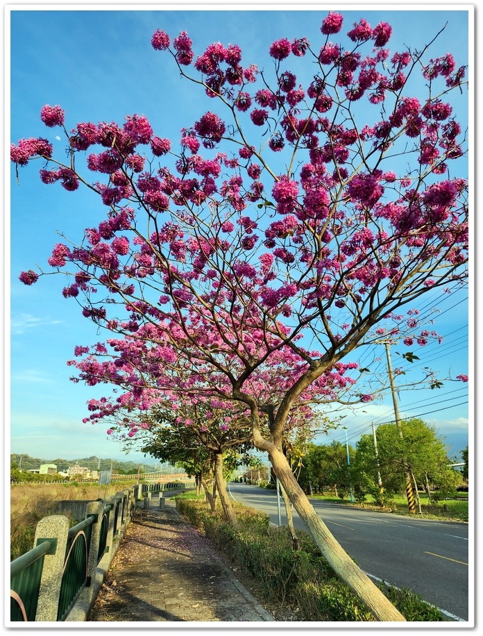 雲林斗六《梅林溪紅花風鈴木》滿版粉嫩花景妝點溪岸風華