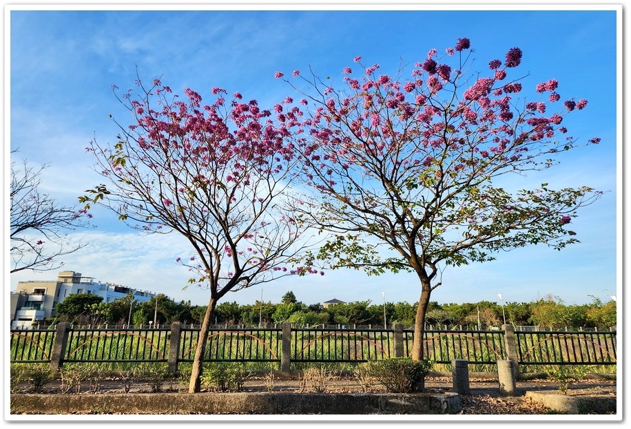 雲林斗六《梅林溪紅花風鈴木》滿版粉嫩花景妝點溪岸風華