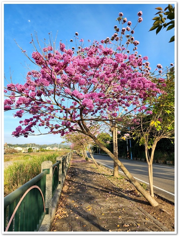 雲林斗六《梅林溪紅花風鈴木》滿版粉嫩花景妝點溪岸風華