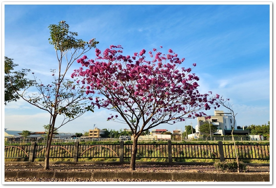 雲林斗六《梅林溪紅花風鈴木》滿版粉嫩花景妝點溪岸風華