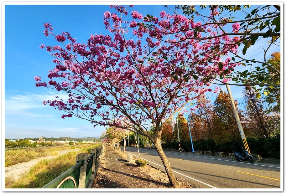 雲林斗六《梅林溪紅花風鈴木》滿版粉嫩花景妝點溪岸風華