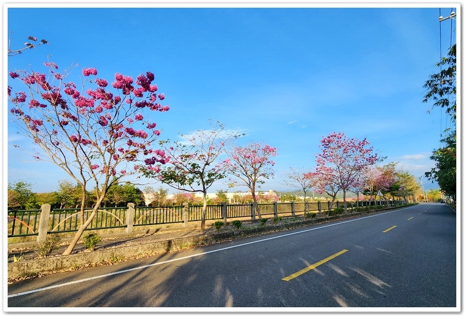 雲林斗六《梅林溪紅花風鈴木》滿版粉嫩花景妝點溪岸風華