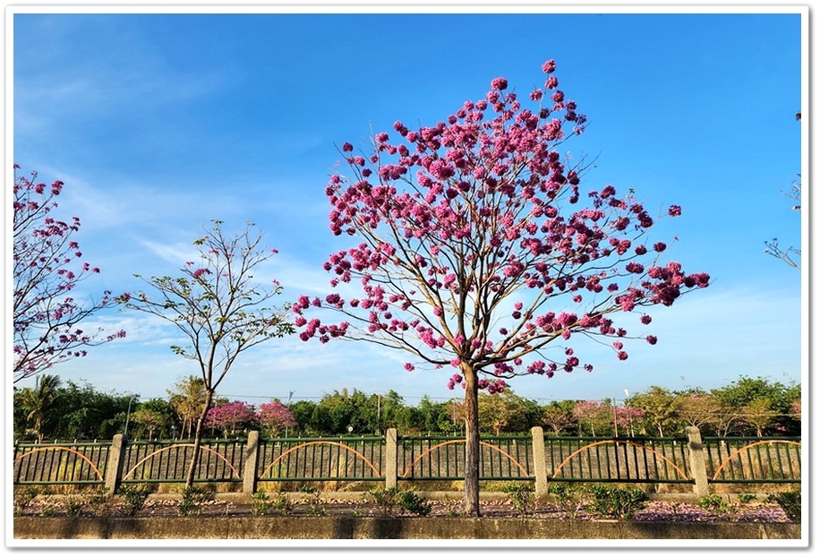 雲林斗六《梅林溪紅花風鈴木》滿版粉嫩花景妝點溪岸風華