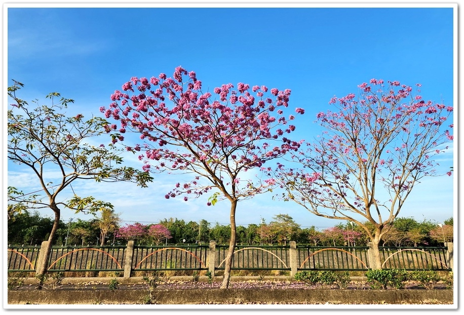 雲林斗六《梅林溪紅花風鈴木》滿版粉嫩花景妝點溪岸風華