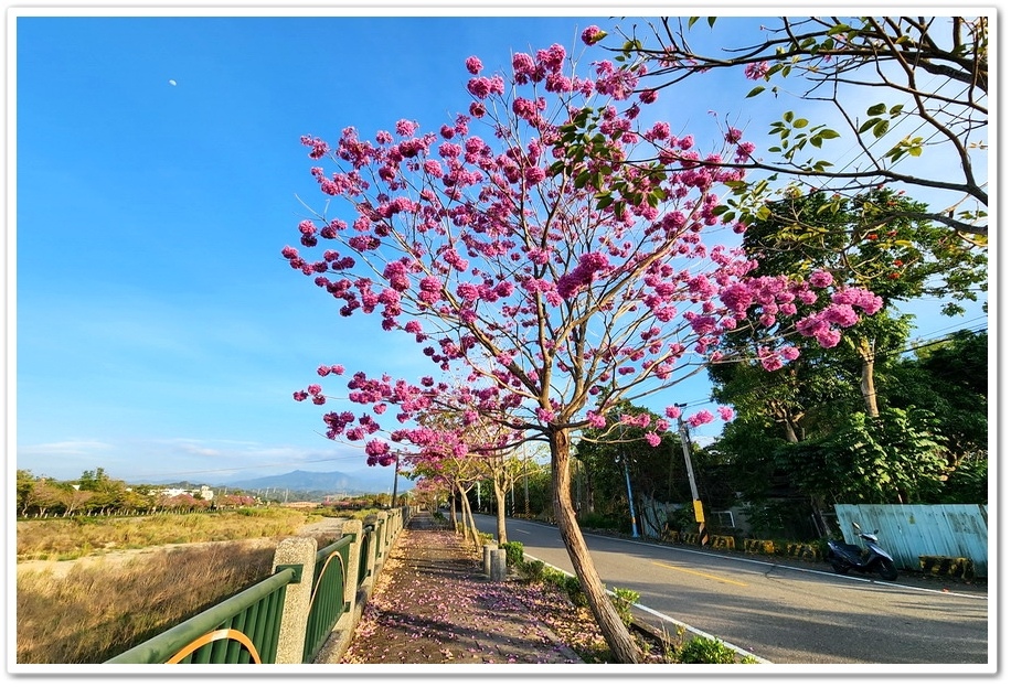 雲林斗六《梅林溪紅花風鈴木》滿版粉嫩花景妝點溪岸風華