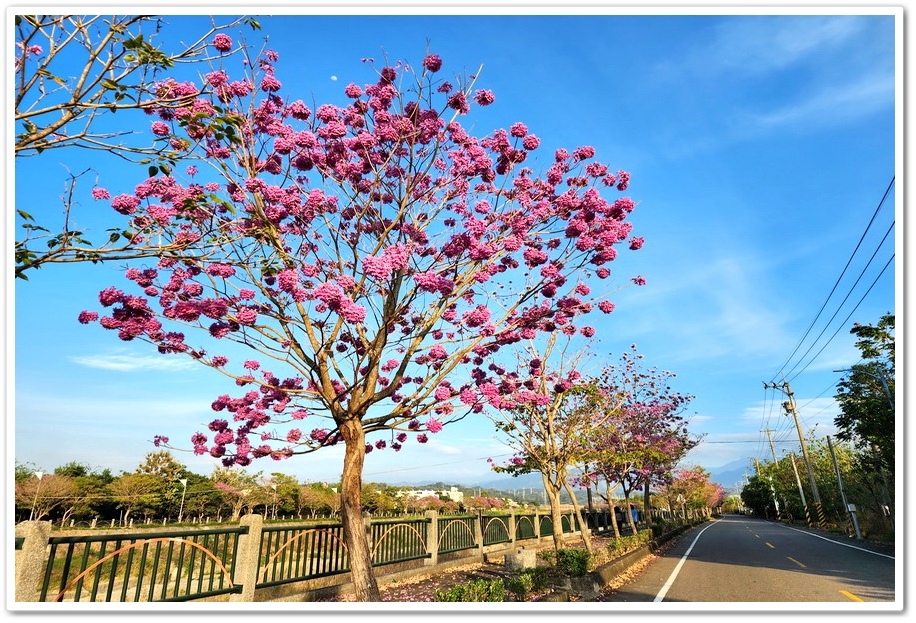 雲林斗六《梅林溪紅花風鈴木》滿版粉嫩花景妝點溪岸風華