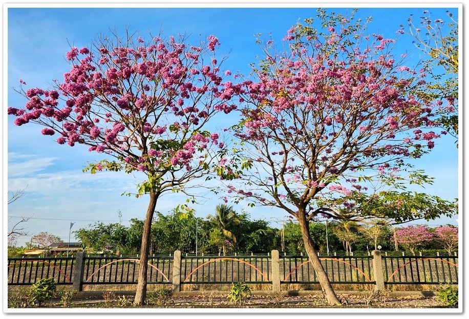 雲林斗六《梅林溪紅花風鈴木》滿版粉嫩花景妝點溪岸風華