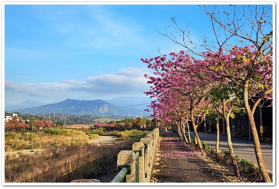 雲林斗六《梅林溪紅花風鈴木》滿版粉嫩花景妝點溪岸風華