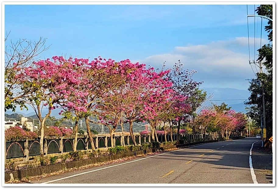 雲林斗六《梅林溪紅花風鈴木》滿版粉嫩花景妝點溪岸風華