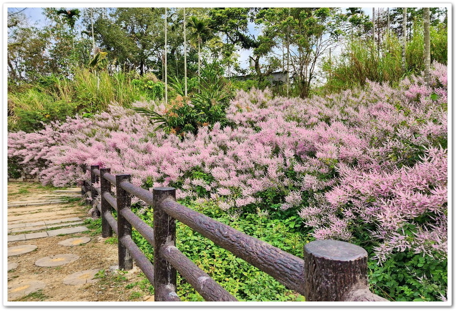 南投鹿谷鄉《清水溝溪麝香木花道》2024紫色風爆來臨