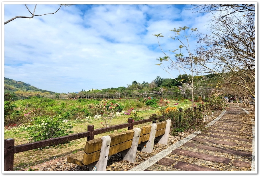 南投鹿谷鄉《清水溝溪麝香木花道》2024紫色風爆來臨