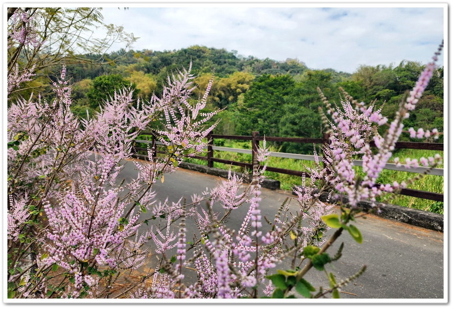 南投鹿谷鄉《清水溝溪麝香木花道》2024紫色風爆來臨